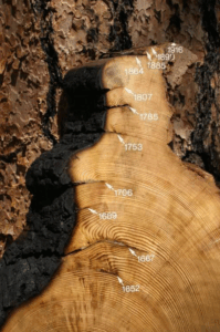 A graphic showing the years of tree rings on a tree cookie
