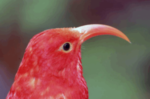 an i‘iwi bird