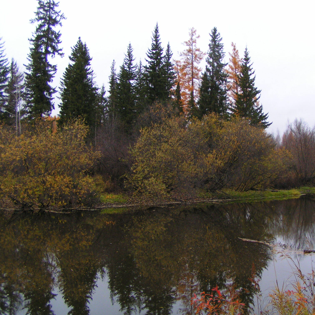 A body of water surrounded by a variety of trees