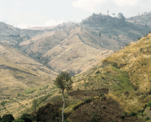 A rolling mountain with only one tree remaining the rest covered in grasses