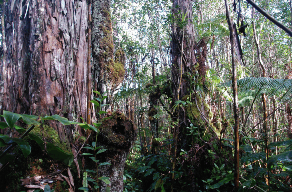 A forested area in Hawai'i