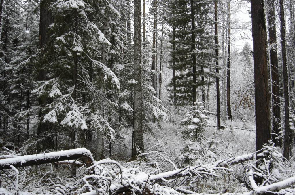 A forested area in Russian federation