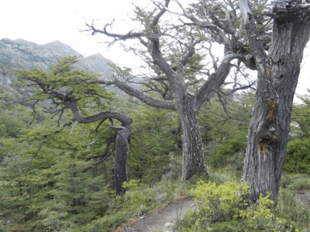 A forested area in Chile