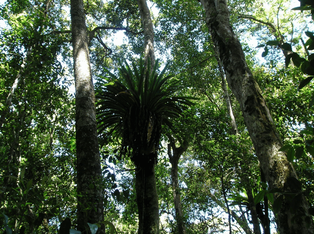 A forested are in Vietnam