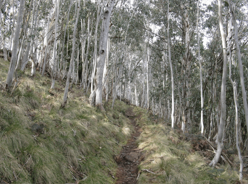 A forested area in Australia