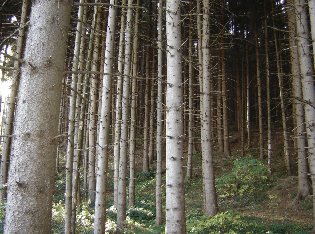 A forested area in Germany
