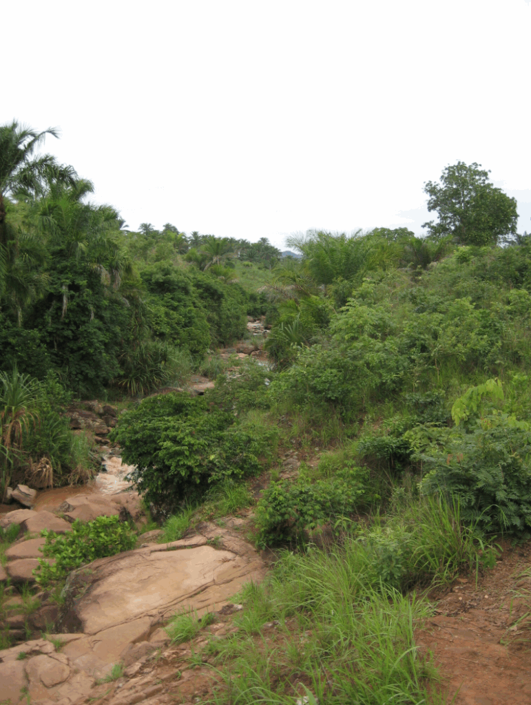 A forested area in Tanzania