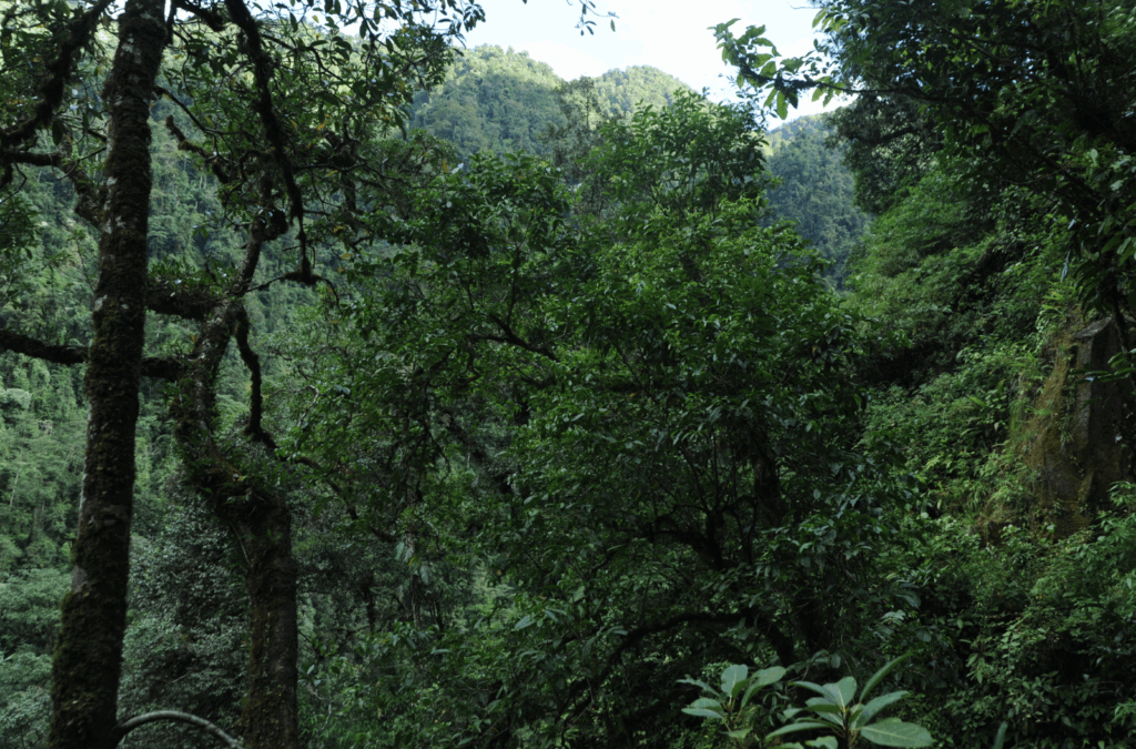 A forested area in China