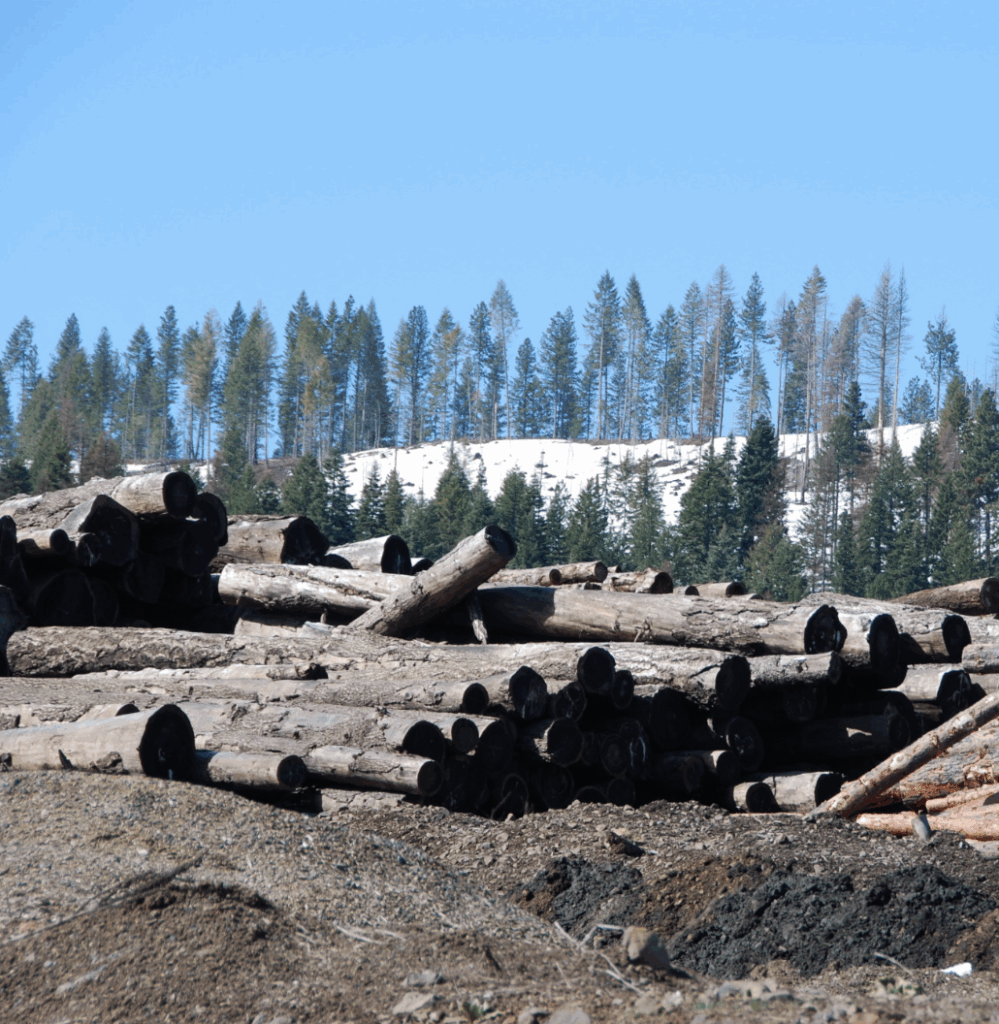 Trees cut down in a forest for lumber