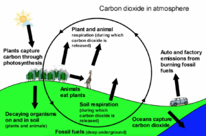A graphic of the carbon cycle