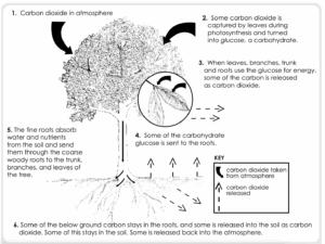 a graphic showing how trees work within the carbon cycle