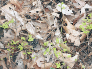 Leaf litter on a forest floor