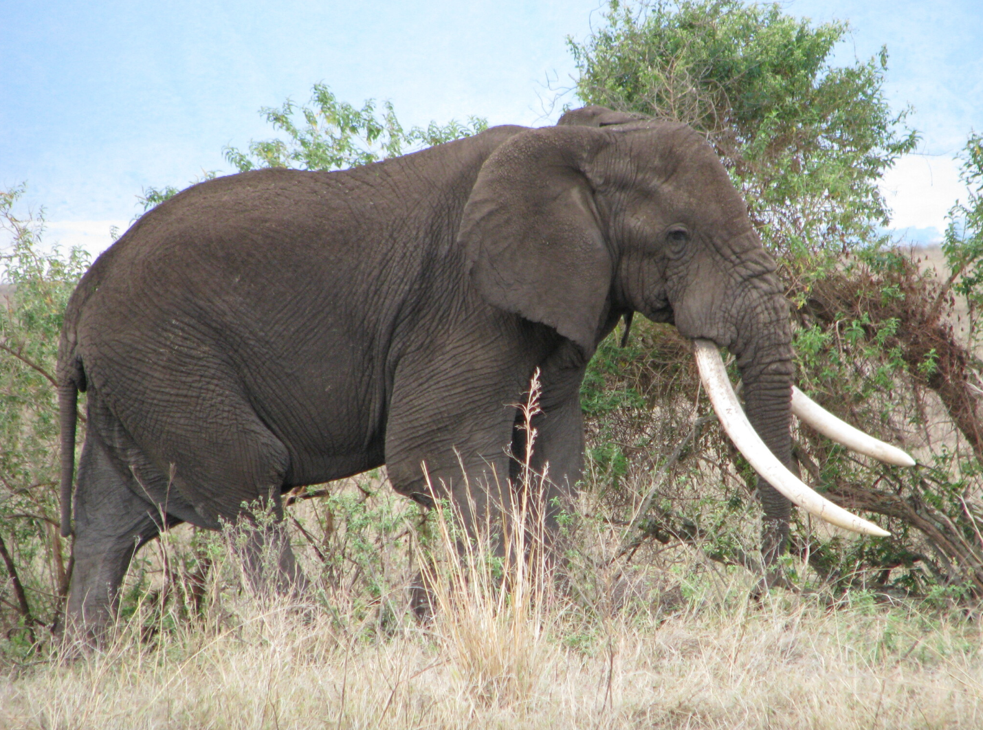 African elephant