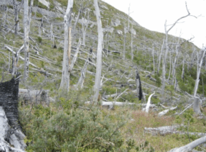 A forest fire destroyed forest