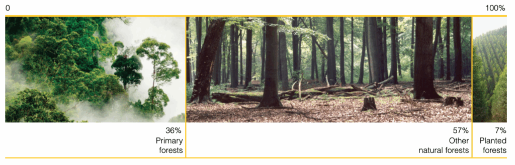 A graphic showing primary vs other forest