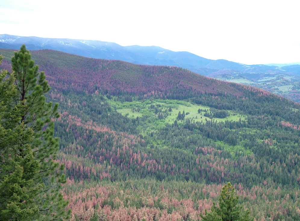 A mountainous area with trees of varying colors