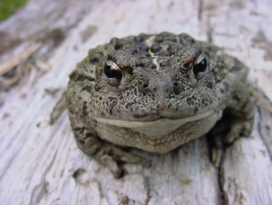 A toad on a piece of wood. 