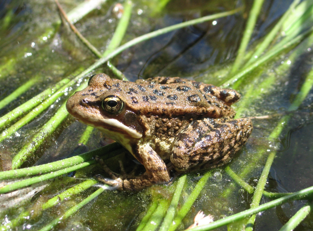 Cascades frog in water