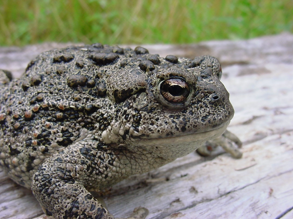 Western Toad on wood