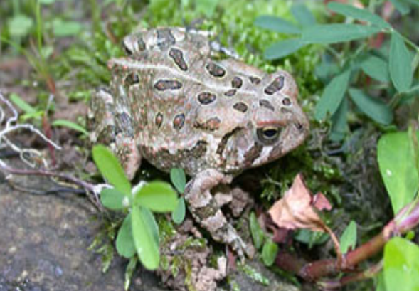 Fowler's toad on some plants