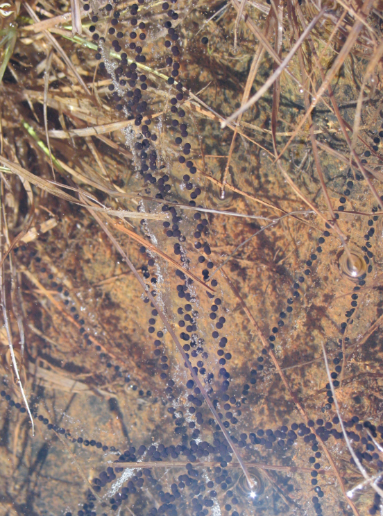 Egg masses in rows in water