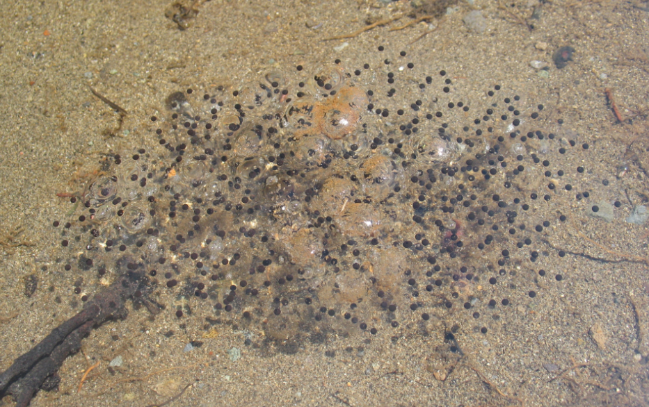 Scattered egg masses