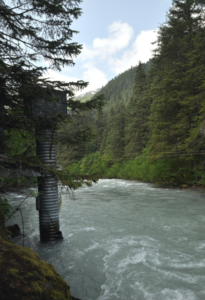 A river surrounded by trees