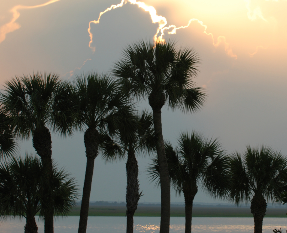 Palm Trees by a body of water
