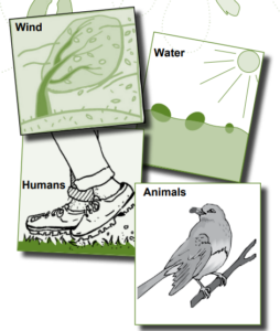 A graphic showing how seeds are spread by wind, water, humans, and animals
