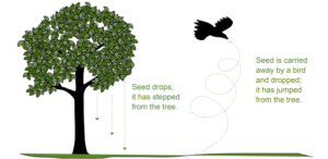 A graphic showing trees dropping seed and a bird dropping seed
