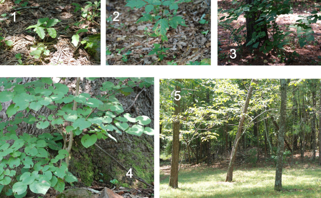 Five pictures of trees in different stages