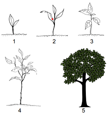 A graphic showing five different stages of trees