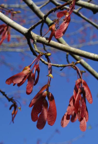 Winged seeds on a tree limb