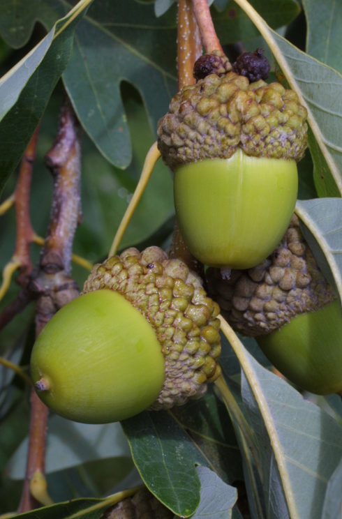 Green acorns on a limb with leaves