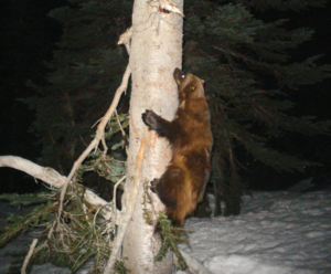 Wolverine climbing up a tree