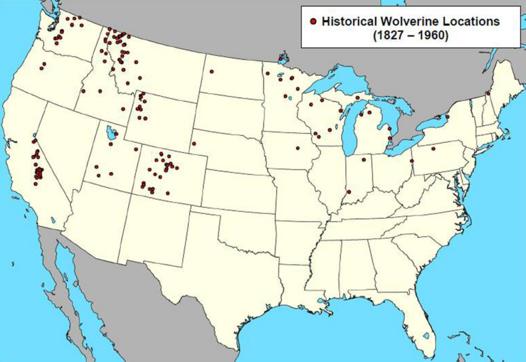 A map of the historical wolverine U.S. locations