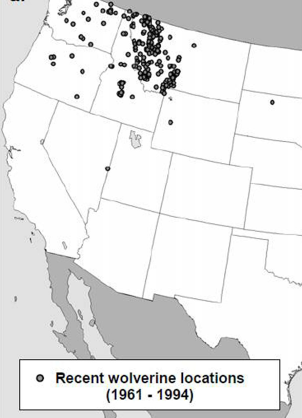 A map showing recent wolverine locations