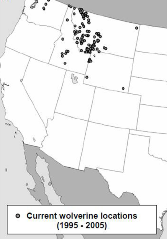 A map showing current wolverine locations