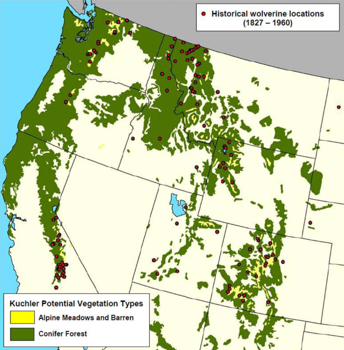 Wolverine distribution and the location of alpine areas and conifer forests.
