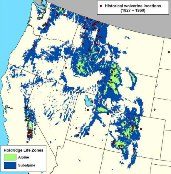 Wolverine distribution and the location of alpine areas and conifer forests.