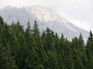 A conifer forest with mountains in the background