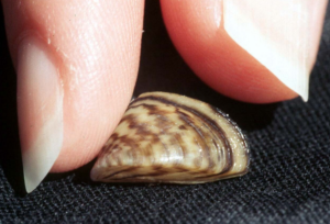 A zebra mussel between two fingers