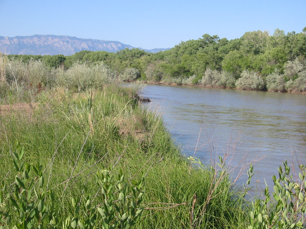 The Rio Grande with plants around it