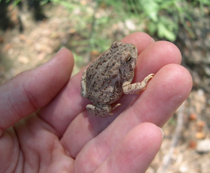 Small woodhouse toad