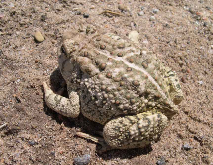 Adult woodhouse toad