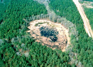 A carolina bay in a forest