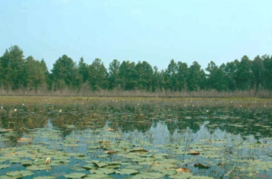 A body of water with aquatic plants