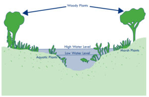 An illustration of the types of vegetation identified by the scientists