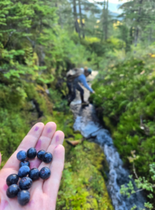 In the foreground a hand holds blueberries; in the background a person steps along a stream in a forest.
