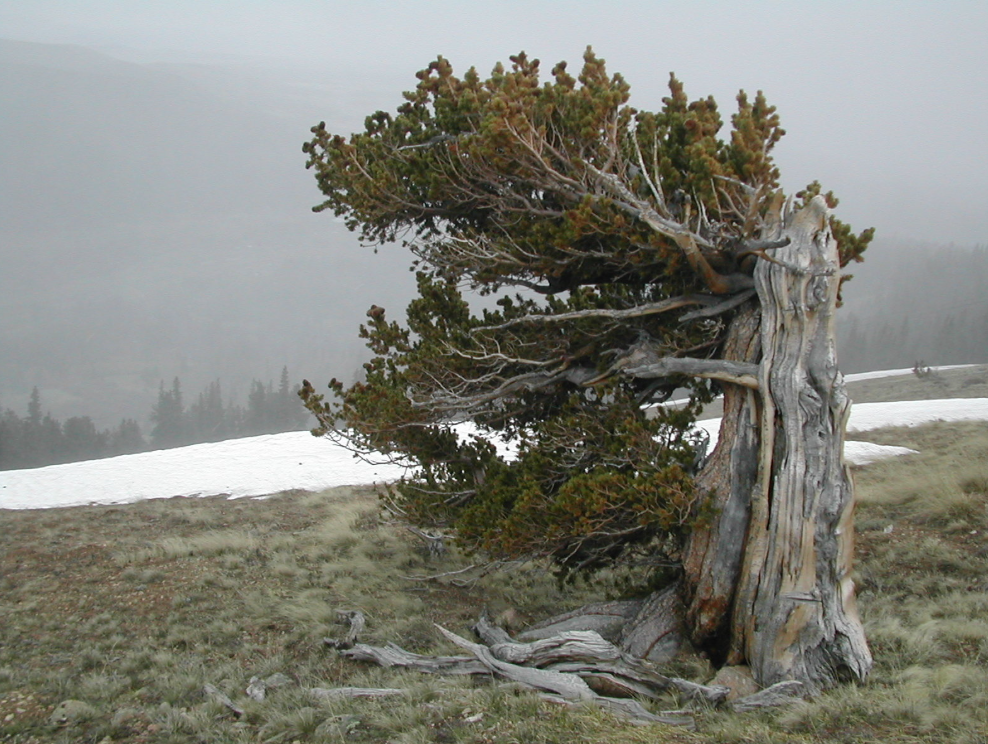 A bristlecone pine on a hillside